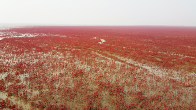 盘锦一望无际的红海滩