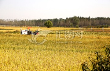 田野上收割机收割水稻 大图