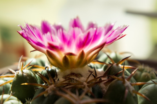 仙人球花