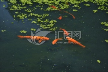红鲤鱼