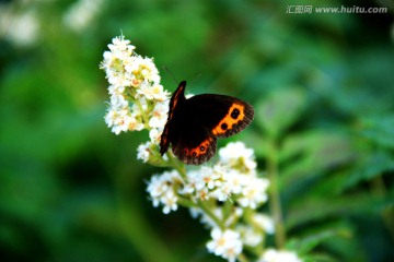 花丛中的花蝴蝶