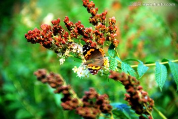 蝴蝶在野花中