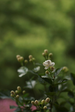 茉莉花
