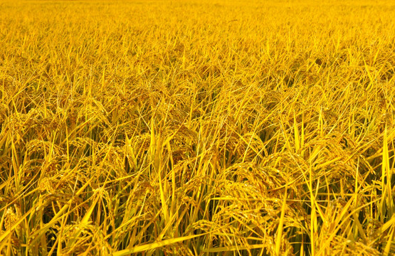 金色的稻田