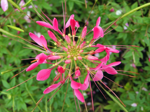 红色针状花朵JPG