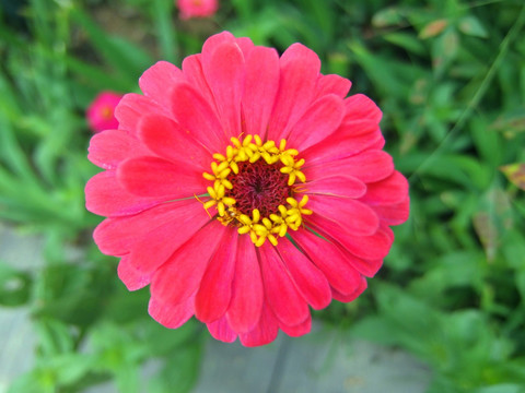 玫红色非洲菊花朵