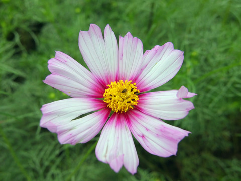 黄色花蕊非洲菊