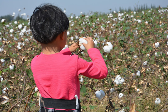 儿童 摘棉花