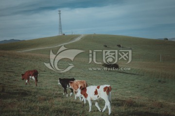 牛