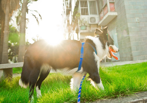 边境牧羊犬