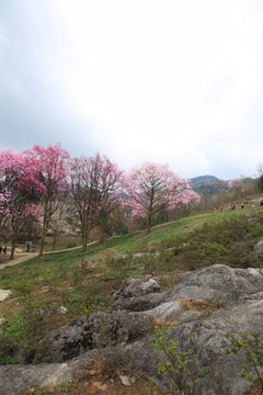 花树