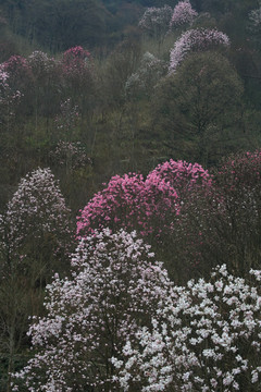 辛夷花树