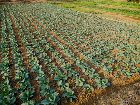 蔬菜基地