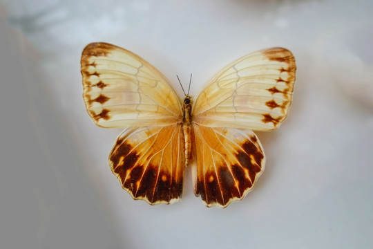 蝴蝶 黄袖箭环蝶 标本