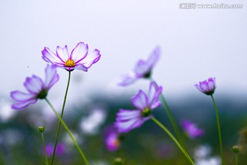 格桑花