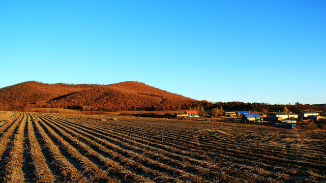 希望的田野