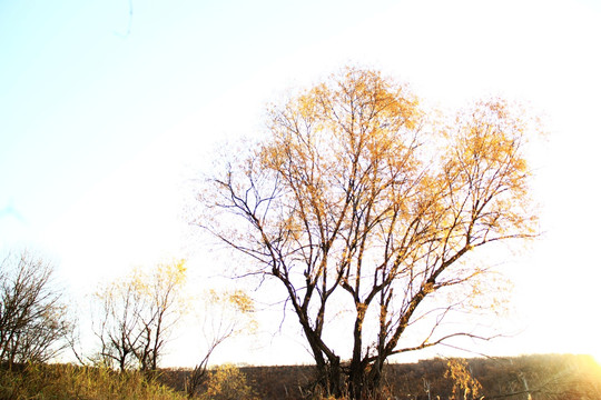 秋天的柳树