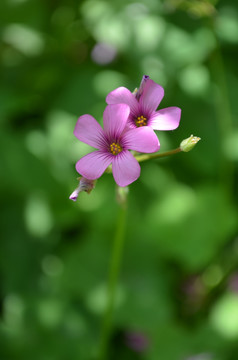 小红花