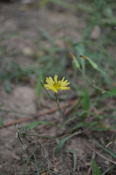 小黄花