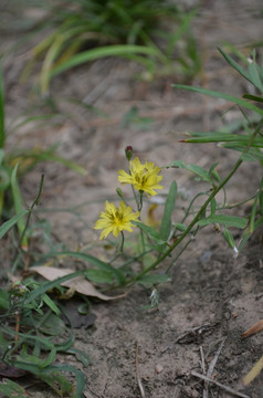 小黄花