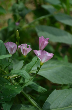 牵牛花