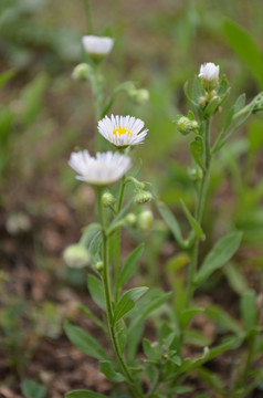 小白菊