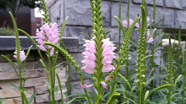 园林里淡紫色的花朵