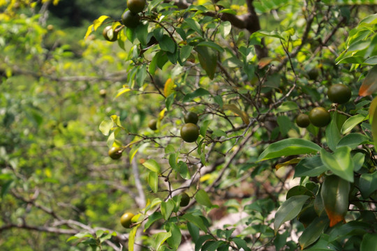 茶油树