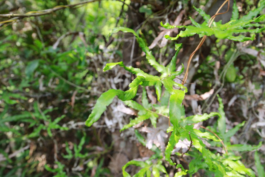蕨类植物