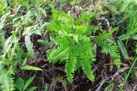 蕨类植物