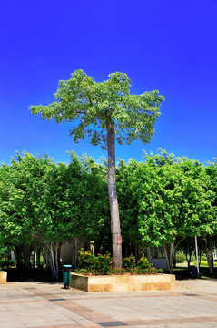 绿化树木
