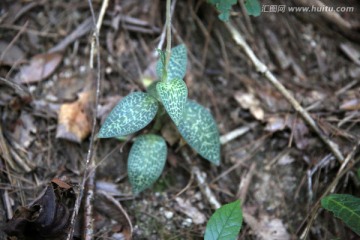 野生金线莲