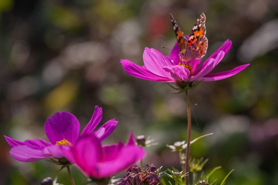 蝴蝶与格桑花