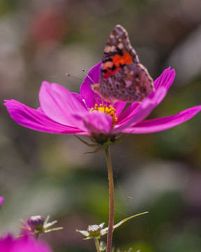 蝴蝶与格桑花