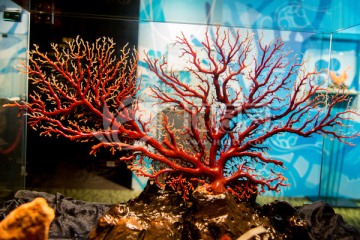 台湾红珊瑚