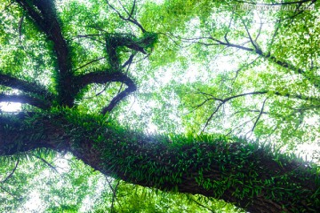 香樟古树