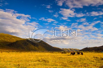 高原放牧草原图片
