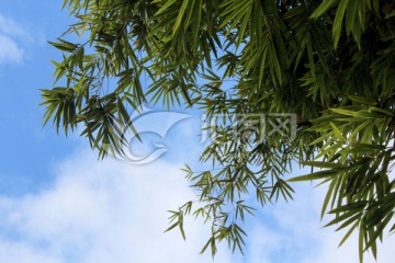 公园竹林蓝天白云