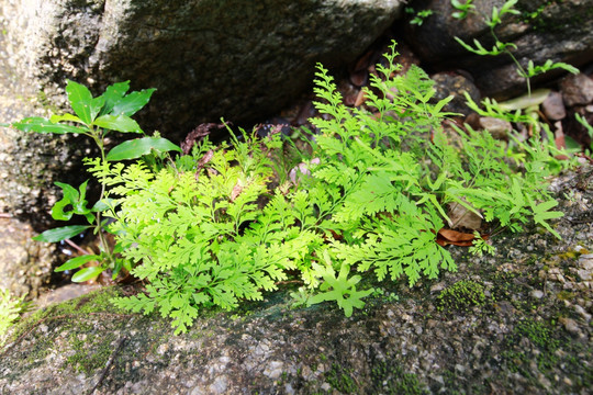 蕨类植物