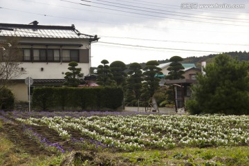 日本乡村