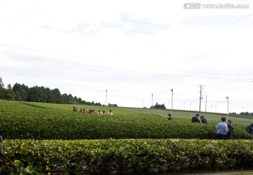 静冈牧之原茶园