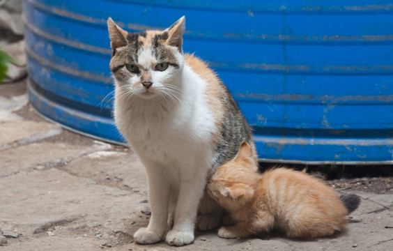 小猫 花猫