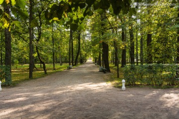 公园里的树林