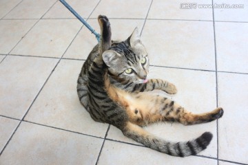 小猫