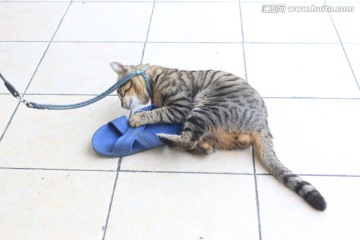 小猫咪