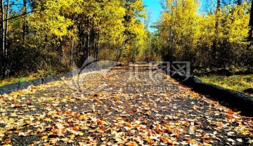 秋季落叶的小路
