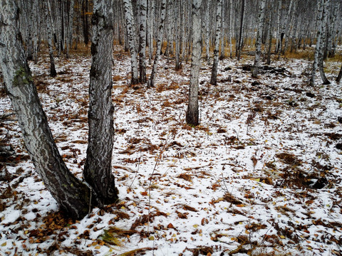 秋季大兴安岭白桦林下雪