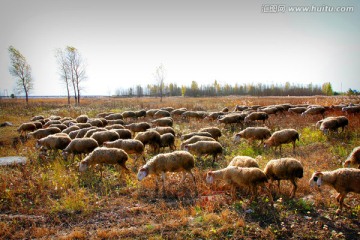 草原 羊群 放牧
