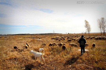 草原 羊群 放牧