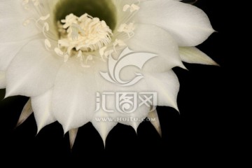 白色花瓣 仙人球花